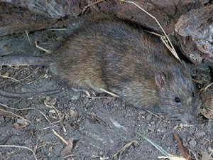 ΜΥΟΚΤΟΝΙΑ - ΤΡΩΚΤΙΚΟ ΜΥΟΚΤΟΝΙΑ - ΤΡΩΚΤΙΚΟ