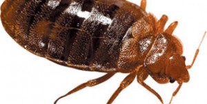 ΥΠΗΡΕΣΙΕΣ ΑΠΕΝΤΟΜΩΣΗΣ ΚΑΙ ΜΥΟΚΤΟΝΙΑΣ - ΚΑΤΣΑΡΙΔΑ ΥΠΗΡΕΣΙΕΣ ΑΠΕΝΤΟΜΩΣΗΣ ΚΑΙ ΜΥΟΚΤΟΝΙΑΣ - ΚΑΤΣΑΡΙΔΑ