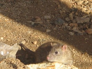 ΥΠΗΡΕΣΙΕΣ ΑΠΕΝΤΟΜΩΣΗΣ ΚΑΙ ΜΥΟΚΤΟΝΙΑΣ - ΤΡΩΚΤΙΚΟ ΥΠΗΡΕΣΙΕΣ ΑΠΕΝΤΟΜΩΣΗΣ ΚΑΙ ΜΥΟΚΤΟΝΙΑΣ - ΤΡΩΚΤΙΚΟ